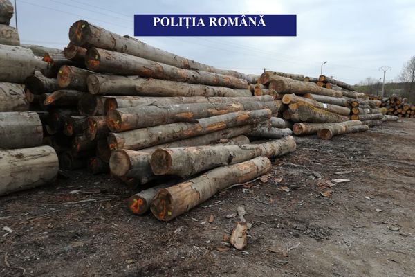 Poliţiştii au confiscat 550,21 mc de material lemnos