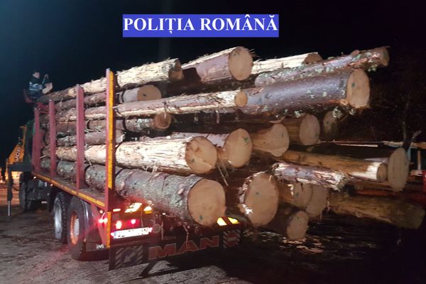 Polițiștii din Alba au confiscat 34 de mc de material lemnos