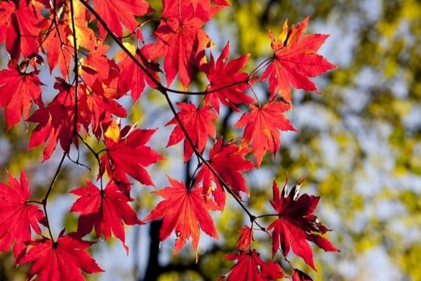 Cum va fi vremea pana pe 24 noiembrie