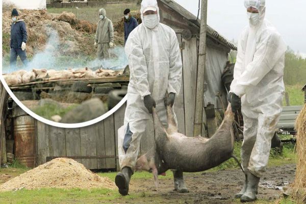 DSVSA Alba intensifică acțiunile de control în perioada sărbătorilor de iarnă