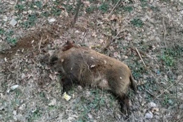 Primul caz de îmbolnăvire cu Pestă Porcină Africană  la un porc mistreț în județul Alba, a fost confirmat. Autoritățile în ALERTĂ