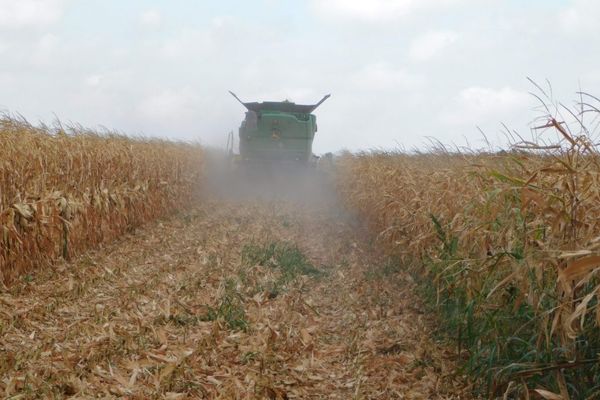 Doi bărbați au fost prinși, în flagrant, în timp ce furau porumb