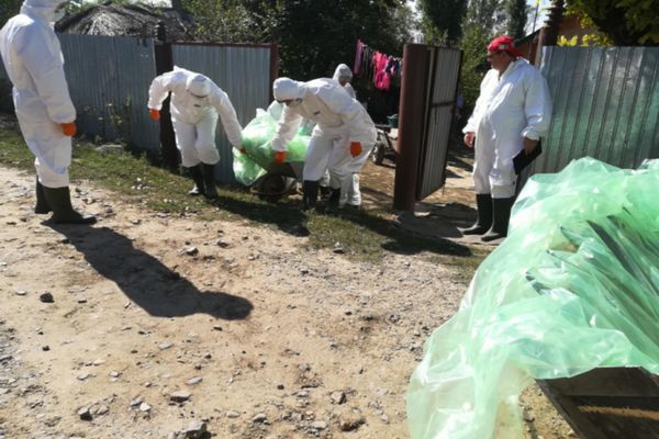 Măsuri pentru combaterea Pestei Porcine Africane la mistreț și sfaturi pentru crescătorii de porci.