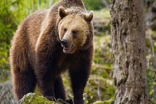 Ce să faceți dacă vedeți ursul. Recomandările Inspectoratului Județean de Jandarmi Sibiu