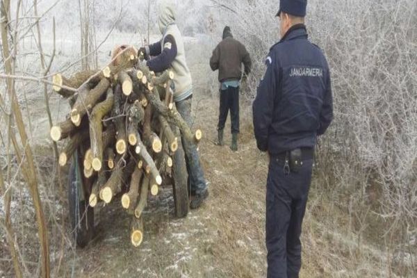IJJ Alba : Amenzi de peste 11000 de lei pentru furturi de masă lemoasă