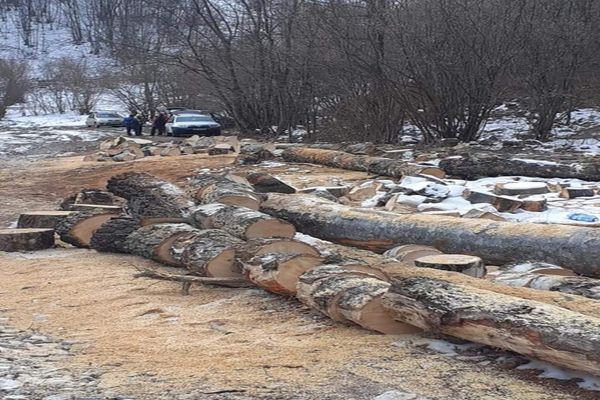 Continuă MASACRUL în Rezervația Naturală Scărița Belioara. Autoritățile în continuare DORM !