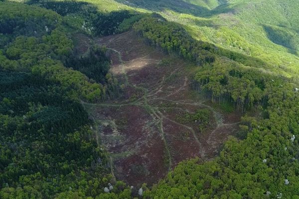  Din veniturile Fondului  pentru  Mediu, nu  se întoarce niciun sprijin financiar pentru pădurile României