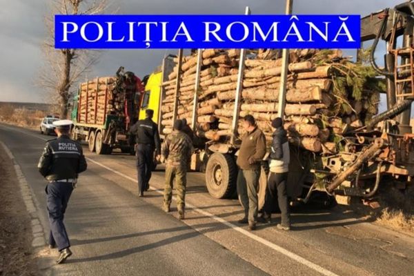 SCUTUL PĂDURII : Amenzi în valoare de 19.500 de lei și 140 mc de material lemnos confiscat de polițiștii din Alba. 
