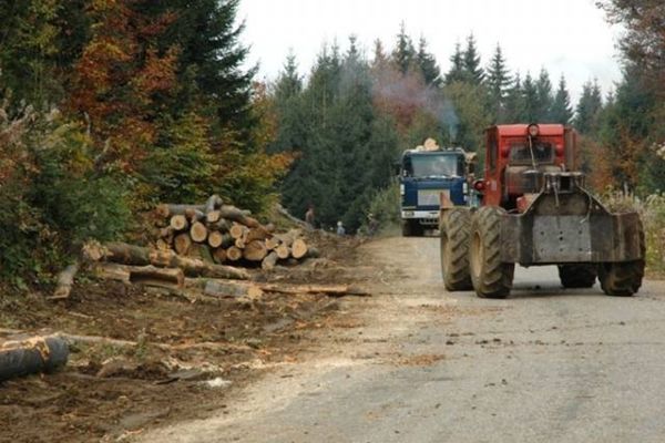 Blocarea activității în sectorul forestier nu este o soluție favorabilă României 