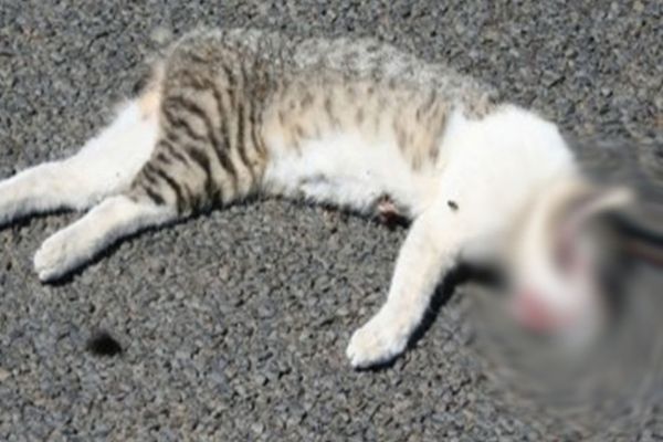 CAZ SOCANT : Tânăr reținut pentru maltratarea animalelor 