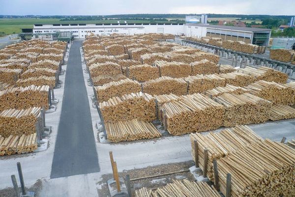 Holzindustrie Schweighofer  respinge acuzaţiile privind implicarea sa în modificarea Codului Silvic.