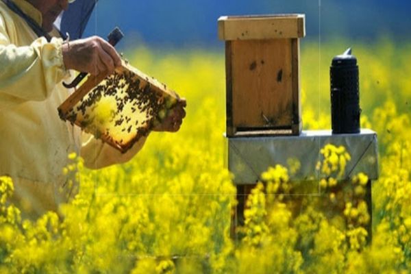 Sprijin financiar din partea Guvernului pentru apicultori