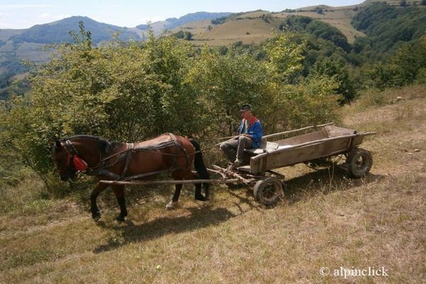 Prinși cu 120 de kilograme de prune furate în căruță