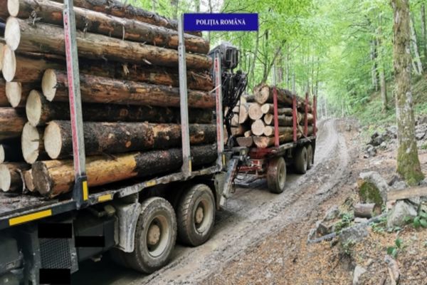 Peste 4.000 de dosare penale pentru infracțiuni silvice și amenzi de peste 13 milioane de lei