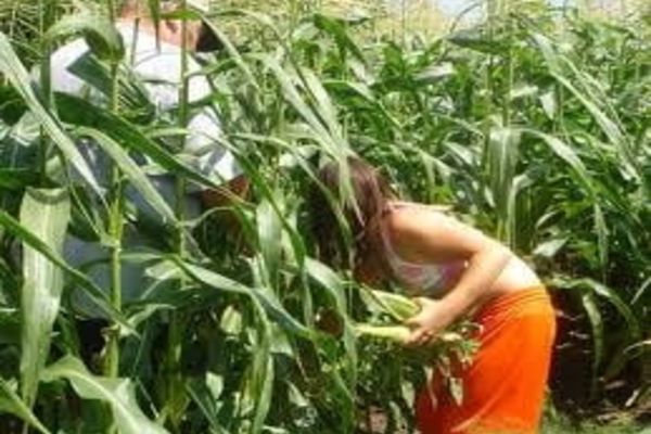 Prinși după ce au furat porumb și lucernă