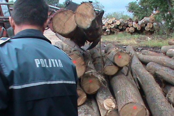Peste 260 de metri cubi de material lemnos, confiscați de polițiști