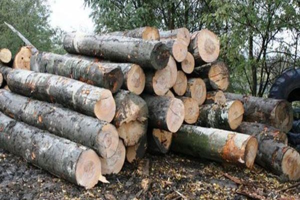 Amenzi de 13.000 de lei și 142 de metri cub de material lemnos confiscat