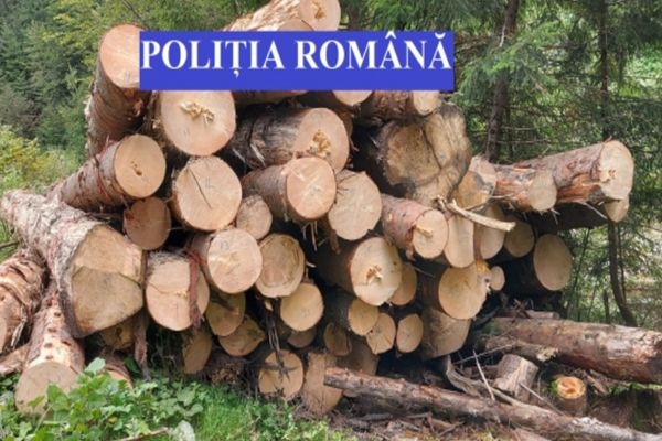100 de metri cubi de material lemnos confiscați și amenzi de peste 15.000 de lei.