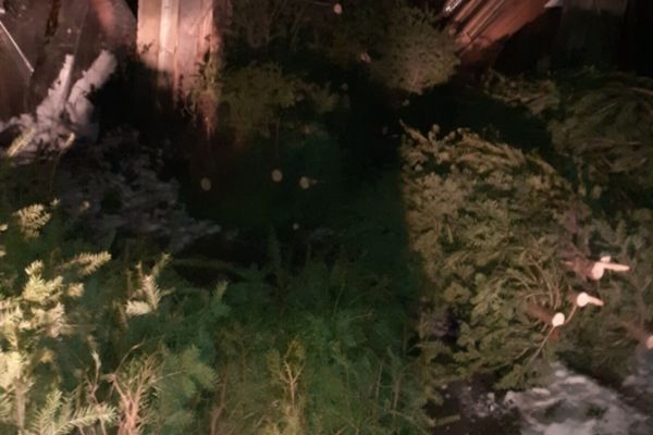 50 de pomi de Crăciun, tăiați ilegal și ascunși într-o anexă gospodărească