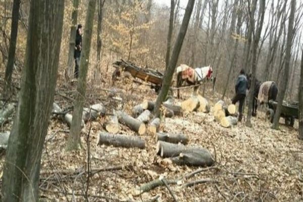 A tăiat arbori din pădurea primăriei 