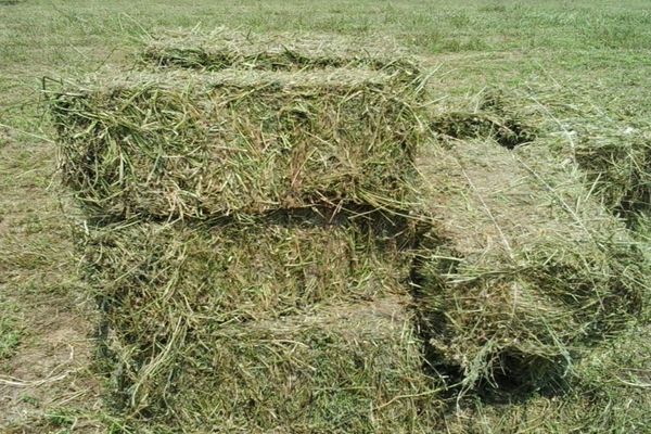 Prinși la furat lucernă