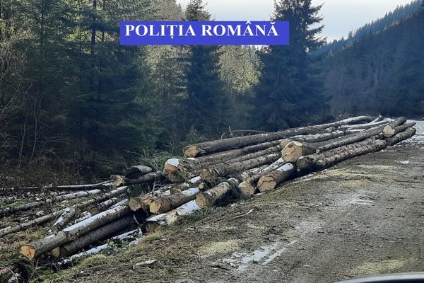 Polițiștii, cu ochii pe hoții de lemne și brazi
