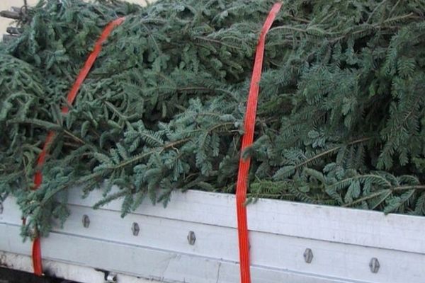 Doi bărbați, reținuți pentru tăiere ilegală și furt de pomi de Crăciun! Aceștia ar fi tăiat peste 800 de brazi