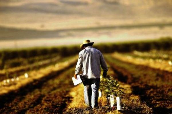 A fost demarată a doua sesiune de concesionare a terenurilor cu destinație agricolă către tinerii fermieri