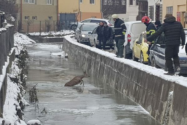 Căprioară salvată de pompieri (FOTO/ VIDEO)