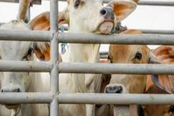 APIA eliberează adeverințe pentru beneficiarii Măsurii 14 “Bunăstarea animalelor”