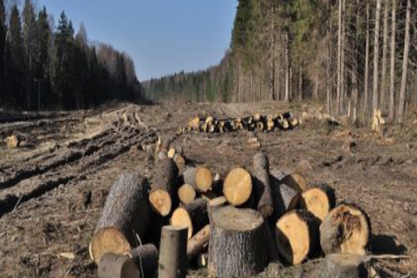 ”Culisele statului paralel” | MAFIA lemnului din România, subiect de film - pădurari și activiști de mediu AMENINȚAȚI. Cine închide ochii la JAF - VIDEO