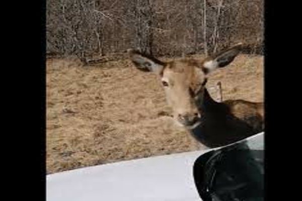 O căprioara a devenit „vedetă” pe Valea Arieșului. Se lasă mangâiată și fotografiată de turiști (VIDEO)