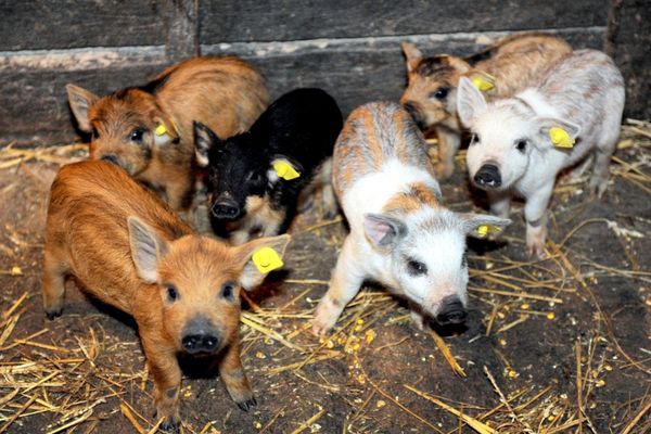 A fost aprobat ajutorul de minimis pentru susţinerea crescătorilor de porci de reproducţie din rasele Bazna şi Mangaliţa