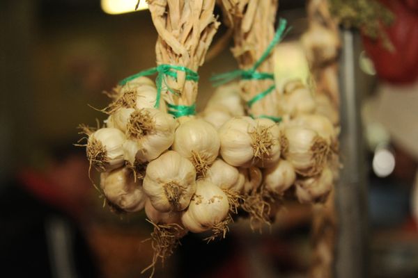 Guvernul alocă 15 milioane de lei în 2021 pentru programul de susținere a producției de usturoi