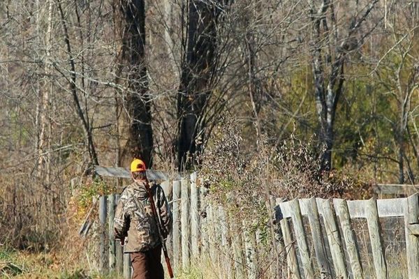 Pedepse mai mari pentru cei care agresează personalul silvic