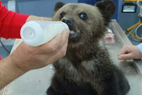 Pui de urs lovit, salvat de polițiştii sibieni