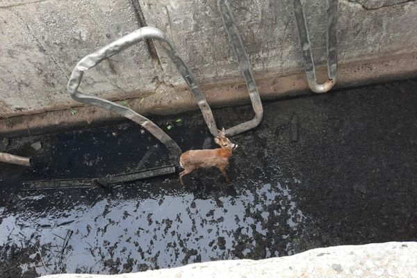 FOTO/VIDEO Căprioară salvată de pompieri