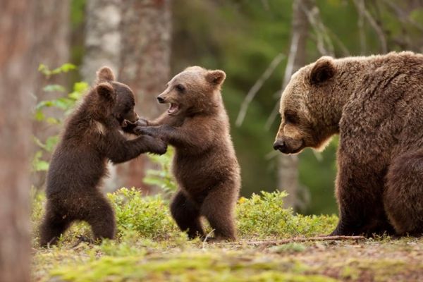 Ministrul Mediului a anuntat primele măsuri concrete pentru salvarea urșilor