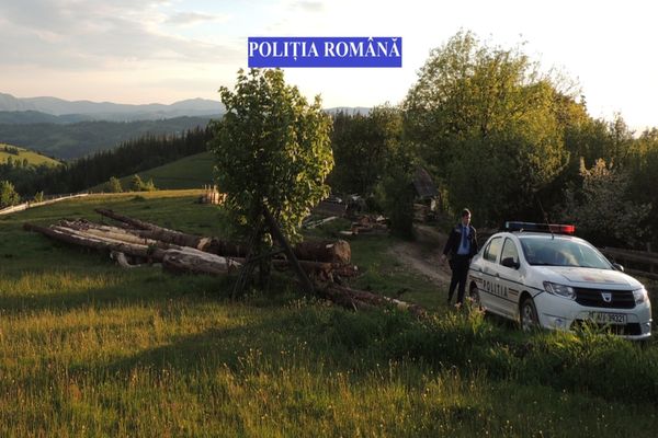 14 arbori de esență rășinoasă, tăiați ilegal