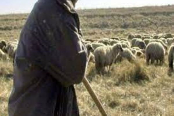 Un cioban din Ponor, bătut crunt de un consătean! Care a fost mărul discordiei