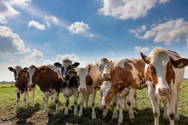 22.636  de cereri de solicitare a ajutorului de stat pentru susținerea activității crescătorilor din sectorul bovin! Data limită, 9 august