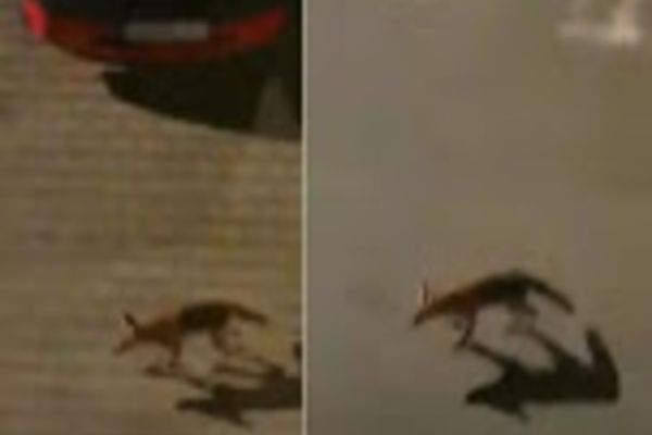 O vulpe flămândă provoacă PANICĂ printre localnicii unui cartier din Alba-Iulia