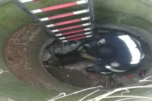 Cățel salvat de pompieri 