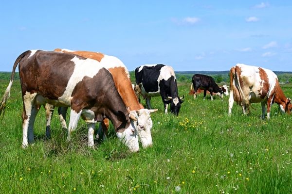 APIA primește cereri pentru ajutorul de stat în sectorul creşterii animalelor