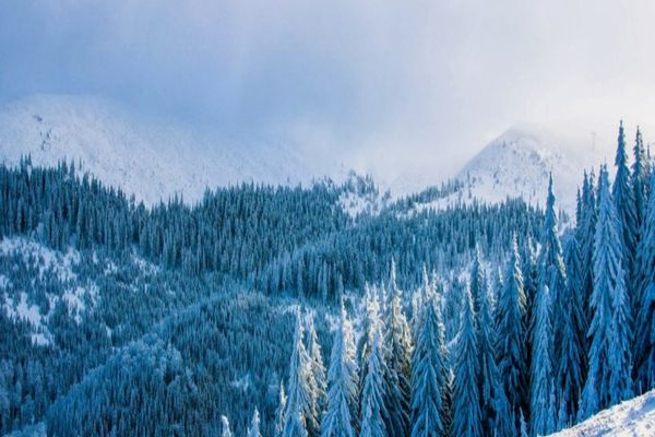 Plăți compensatorii pentru proprietarii de pădure, în valoare de 258,3 milioane de lei, achitate de MMAP în 2021