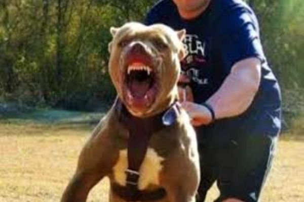 Bărbat din Ocna Mureș, mușcat de doi câini! Proprietarul patrupedelor, cercetat