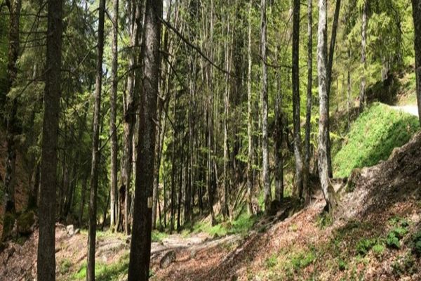 Peste 7.400 de ha de pădure au fost introduse în Catalogul Național al Pădurilor Virgine și Cvasivirgine