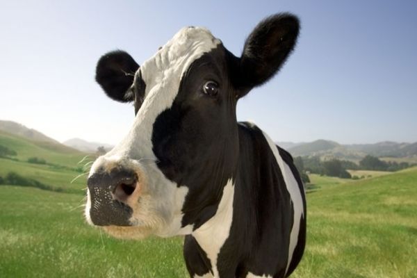 A furat o vacă lăsată la păscut