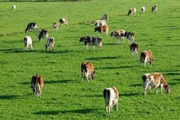 Ministrul Chesnoiu:  Subvenția APIA pe pășune încasată doar de cei care asigură încărcătura cu animale!