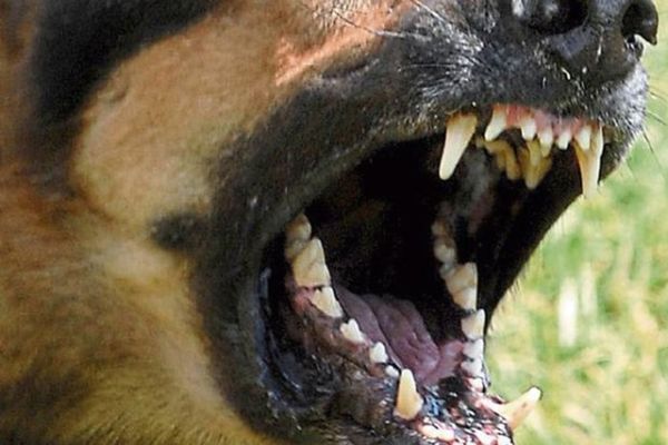 În arest după ce a asmuțit câinii asupra unui bărbat